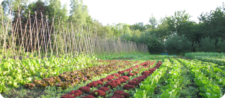 Groentevelden van biologische tuinderij De Knotwilg
